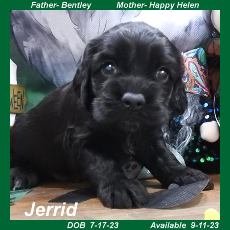 puppy, for, sale, Cocker Spaniel, Joe & Cherri  Overlease, dog, breeder, Miller, MO, dog-breeder, puppy-for-sale, forsale, nearby, find, puppyfind, locator, puppylocator, aca